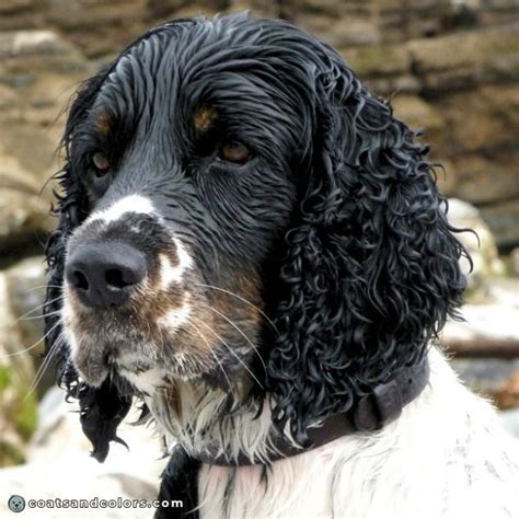 English Springer Spaniel Coat Colors | Coats and Colors