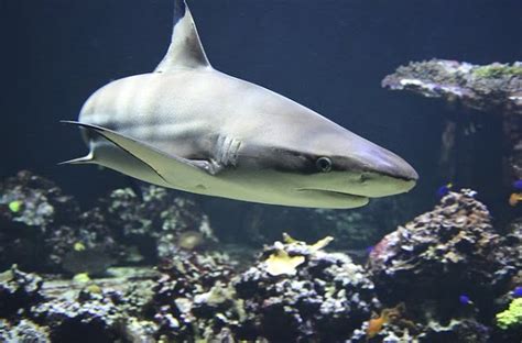 Cómo Nacen Los Tiburones