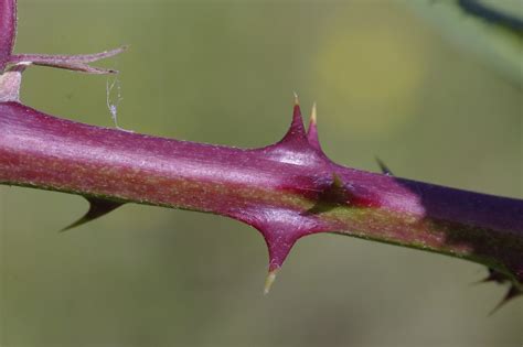 Banco de imagens natureza ramo plantar folha flor pétala