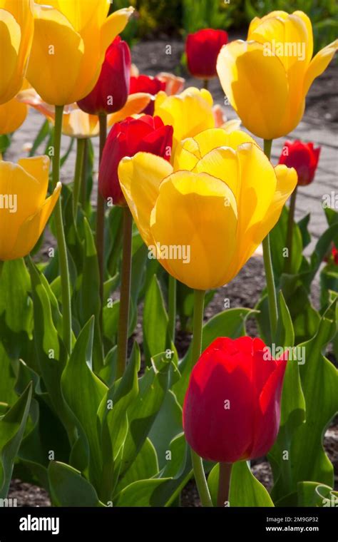 Warm Spring Day Tulips At Cantigny Gardens In Wheaton Illinois Hi Res