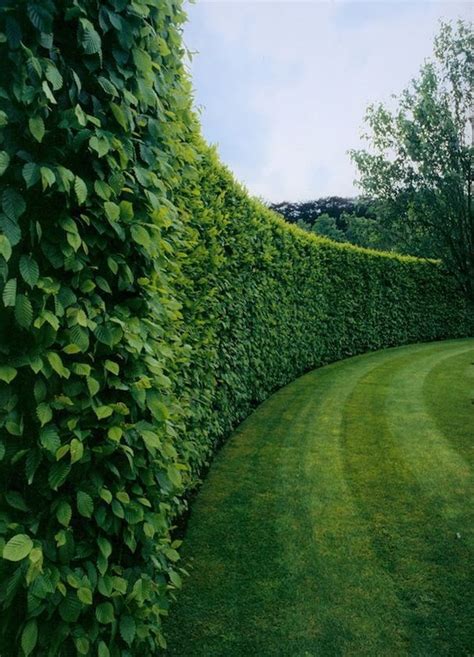 Most Beautiful Living Fence Ideas Shelterness