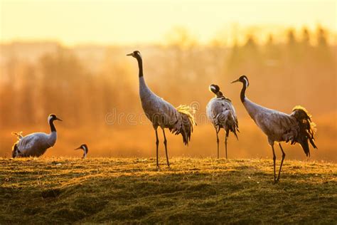 Groupe D Oiseaux De Grue Pendant Le Matin Sur L Herbe Humide Image