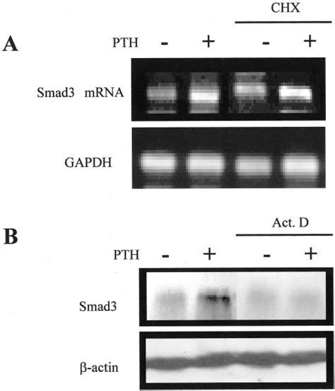 Pth Stimulates The Expression Of Smad At The Transcriptional Level A