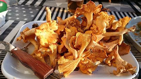 11 Common Mushrooms In New York Star Mushroom Farms