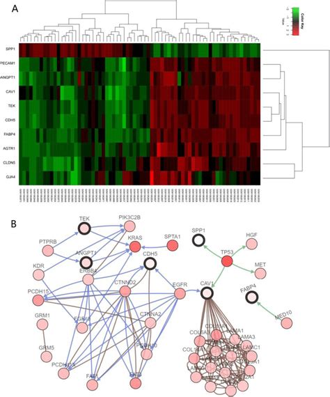 A The Cluster Heat Map Of 10 Hub Gene Expressions B Genetic Download Scientific Diagram