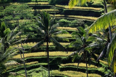 Premium Photo Coconut Palm Trees Growing On Rice Paddy Field