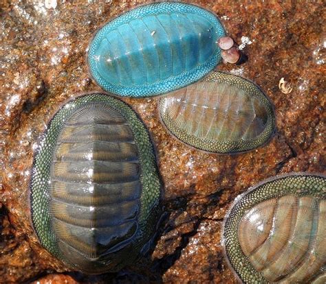 Bogleech Chitons