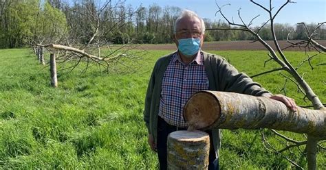 Le Chêne De Tombeboeuf Dans Le Lot Et Garonne élu Plus Bel Arbre De L