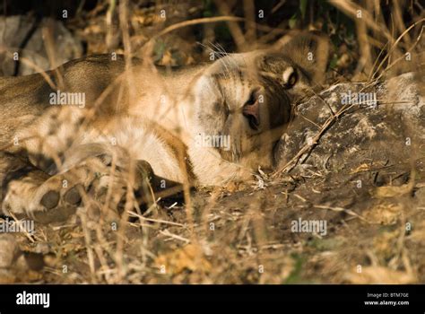 Lion Panthera Leo Lioness In Close Up Resting In Bush Sleepy But