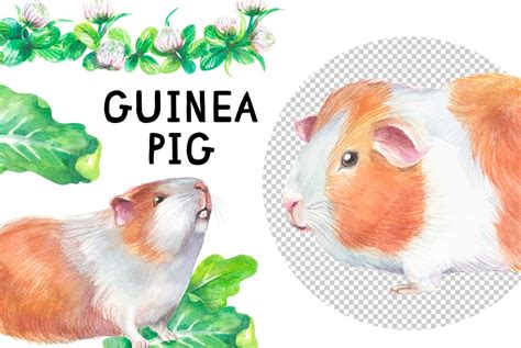 Watercolor Guinea Pig Clipart Design Cuts