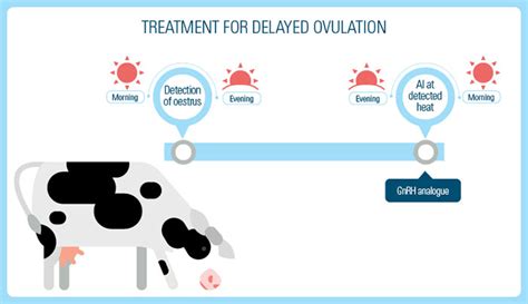 Delayed Ovulation In Cattle