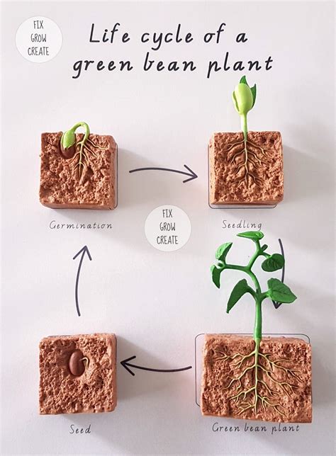 Life Cycle Of A Bean Plant Worksheet Life Cycle Of A Bean Wo