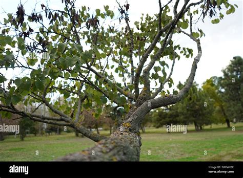 Redbud Chinese Redbud Cercis Chinensis Stock Photo Alamy