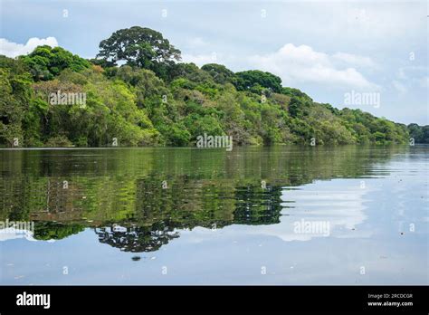 Beautiful View To Green Rainforest Flooded Trees In The Amazon Stock