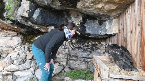 Millau Les deux gypaètes Terre et Tornade sapprêtent à prendre leur