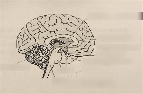 Sagittal Section Of The Brain Diagram Quizlet