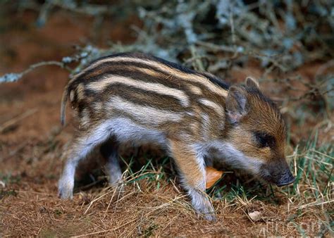 Baby Wild Boar Greeting Card by Hans Reinhard