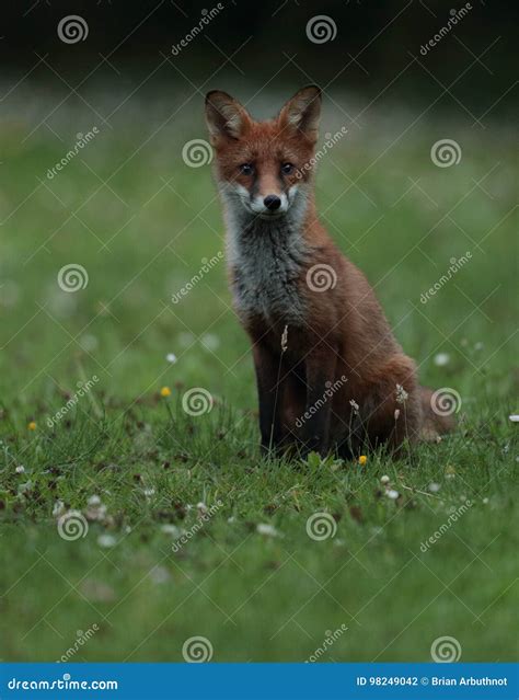 Red fox cub. stock photo. Image of wildlife, young, cubs - 98249042