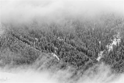 图片素材 景观 树 性质 森林 草 科 山 雪 冬季 云 黑与白 厂 多雾路段 薄雾 阳光 早上 叶