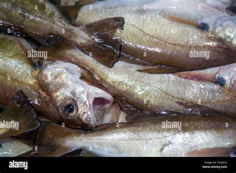 Eelpout fish hi-res stock photography and images - Alamy