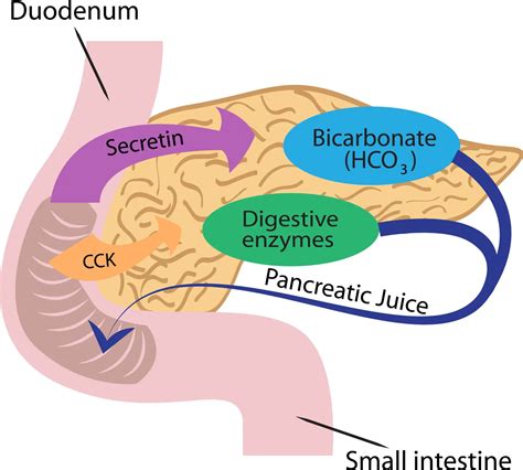 Pancreas Function The Role Of Pancreatic Enzymes