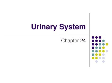 Ppt Urinary System Powerpoint Presentation Free Download Id 6167388