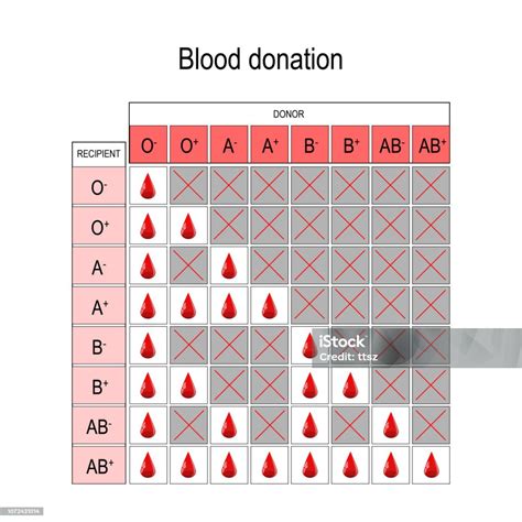 Bagan Donor Darah Penerima Dan Donor Ilustrasi Stok Unduh Gambar