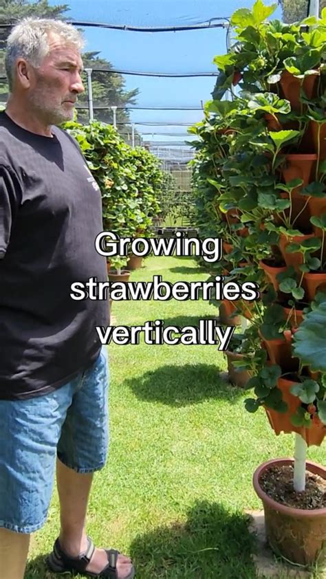 Learn About The Efficiency Of Growing Strawberries In A Tower Artofit