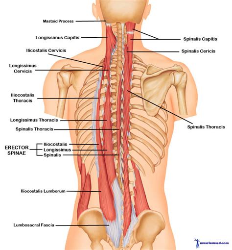 The Intrinsic Muscles Of The Back Getting The Musculature Of The Spine