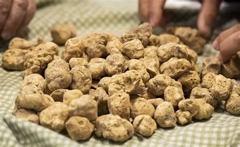 Domenica La Fiera Nazionale Del Tartufo Bianco Di Montechiaro D Asti