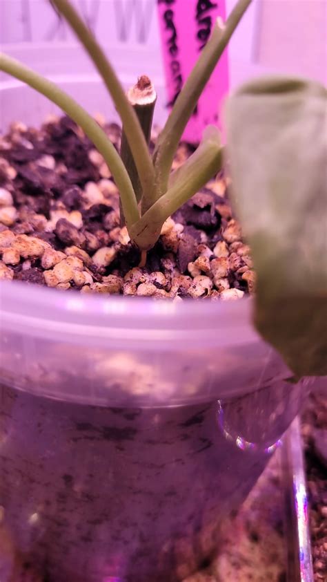 Philodendron Camposportoanum Rphilodendron