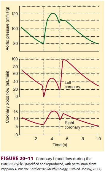 Anatomy And Physiology Of The Coronary Circulation