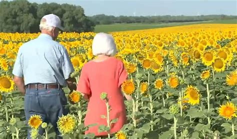 Kansas Farmer Secretly Plants 1 2 Million Sunflowers To Surprise His