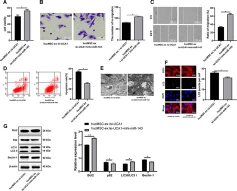 Transfer Of LncRNA UCA1 By HUCMSCs Derived Exosomes Protects Against