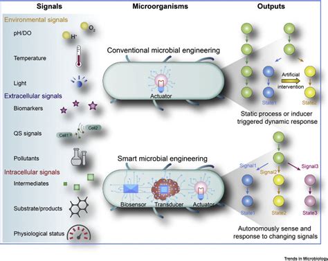 Genetic Circuit Assisted Smart Microbial Engineering Trends In