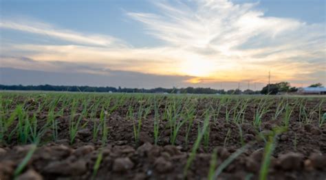 Wheat Planting Continues Amid Welcome Rains Morning Ag Clips