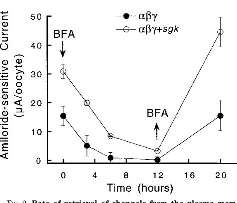 Figure From The Serum And Glucocorticoid Kinase Sgk Increases The