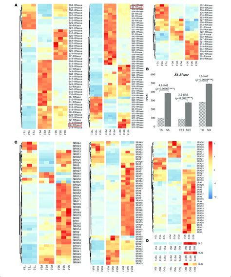 Expression Changes Of S Locus Genes In Floral Tissues Of Seedless