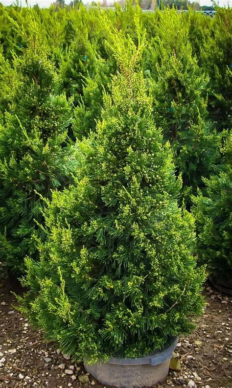 Green Columnar Juniper Tree For Sale The Tree Center