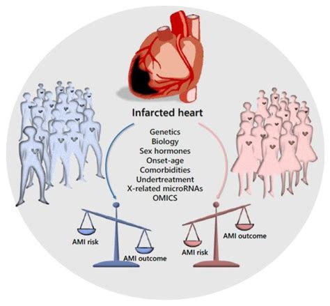 Sex Disparity In Cardiovascular Disease Encyclopedia Mdpi