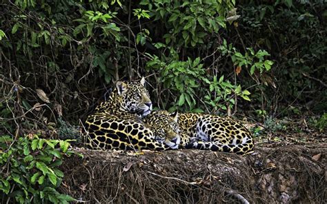 Download leopards, wild cats, wildlife, forest, predators, Asia ...