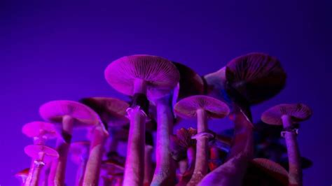 Psychedelic Mushrooms Uses for Consuming - Cheaper Greens