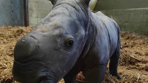 Rare baby white rhino born at UK zoo hailed ‘a little miracle’