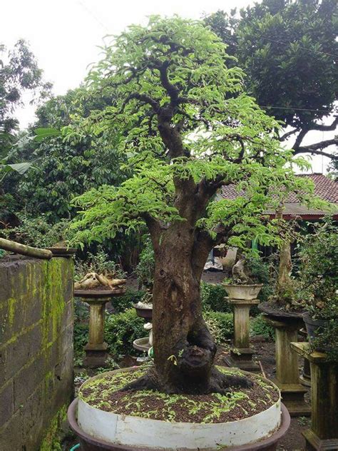 Learn Growing Tamarind Bonsai From Seeds Artofit