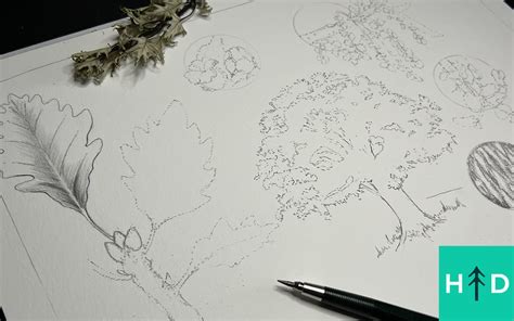 Botanical Drawing Intro Swamp White Oak Hike And Draw