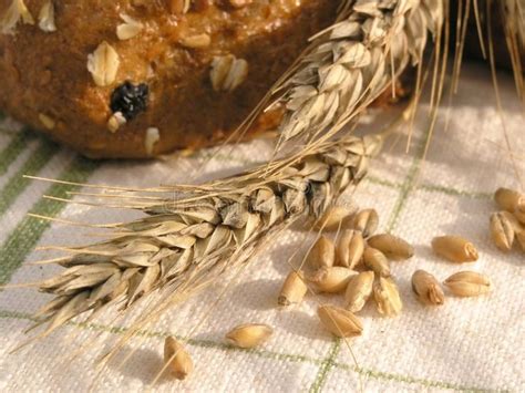 Ear Grain Stock Photo Image Of Flour Lunch Baguette 203556