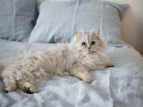 13 Cutest Cat Breeds