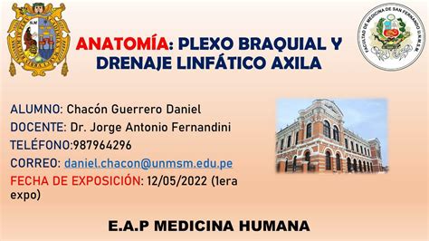 Plexo Braquial UNMSM San Marcos Medicina Humana Anatomía