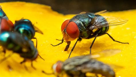 A Fly Lands On Your Food Is It Still Safe To Eat IFLScience