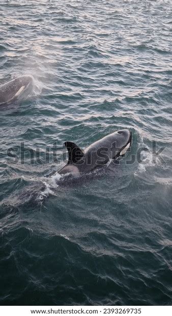 Killer Whale Orca Sighting Boat New Stock Photo 2393269735 | Shutterstock